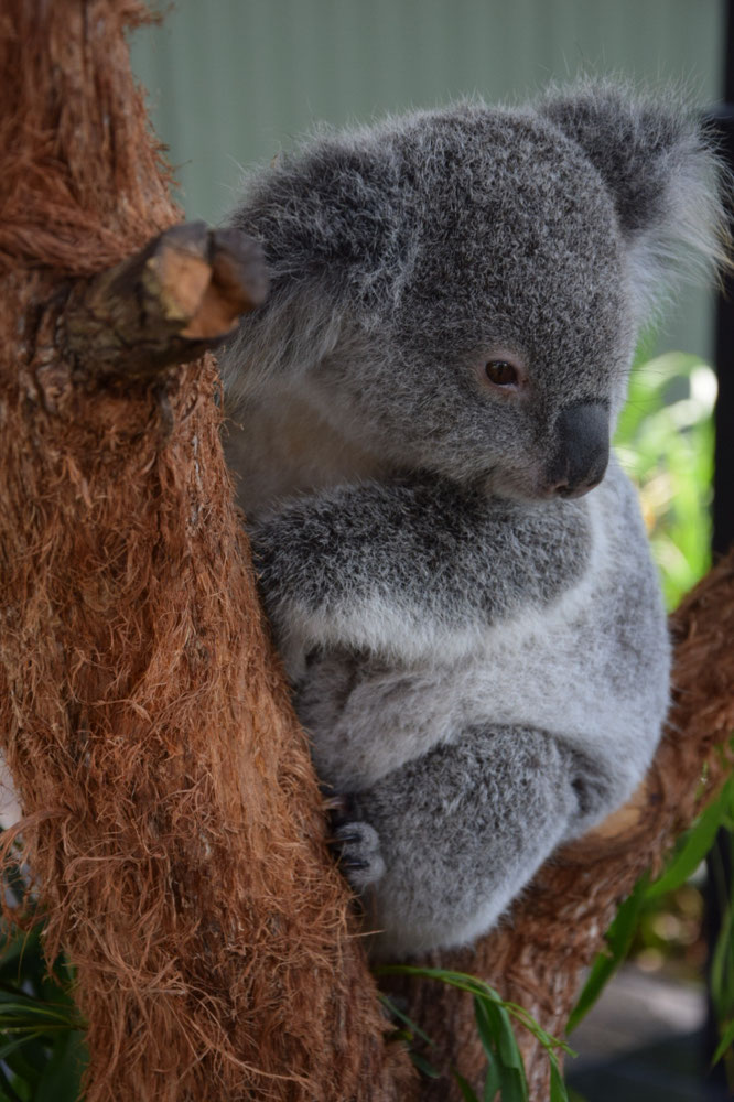 ADELAIDE BIS SYDNEY